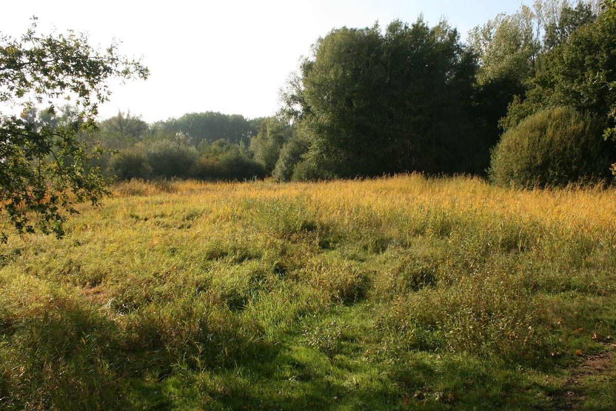 De Doort