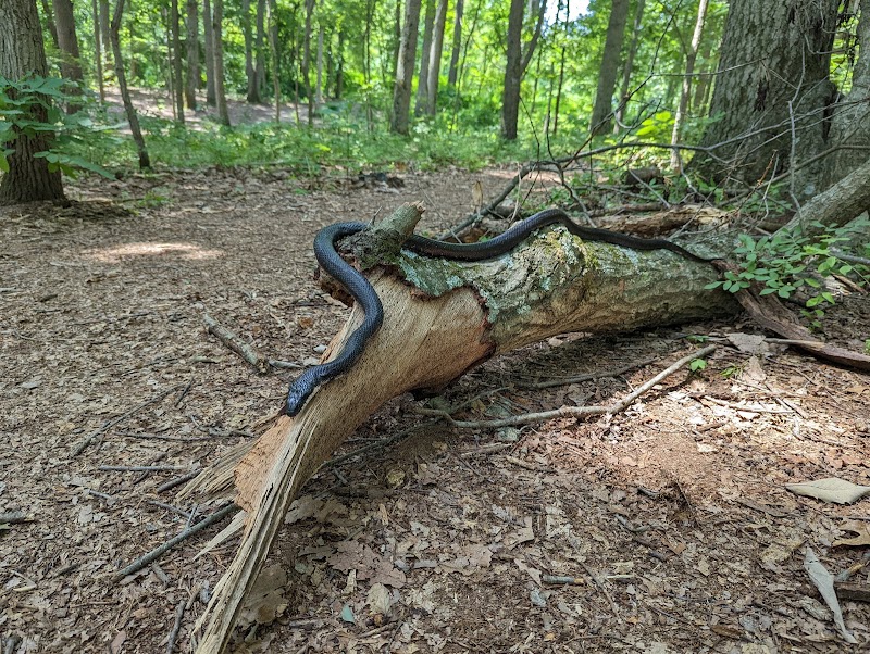 Alcyon Woods Disc Golf Course photo 5