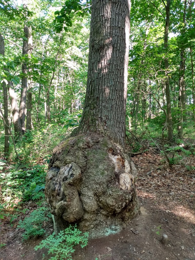 Alcyon Woods Disc Golf Course photo 4