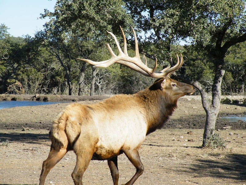 Texas Hunt Lodge - Photo 5