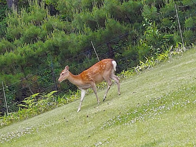 Chuo Expressway Harugamine Country Club - Photo 9