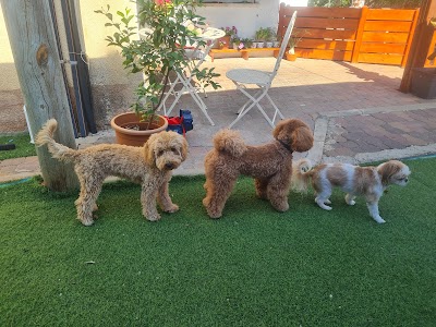 קייטנת הכלבים של פלא- פנסיון ביתי לכלבים קטנים