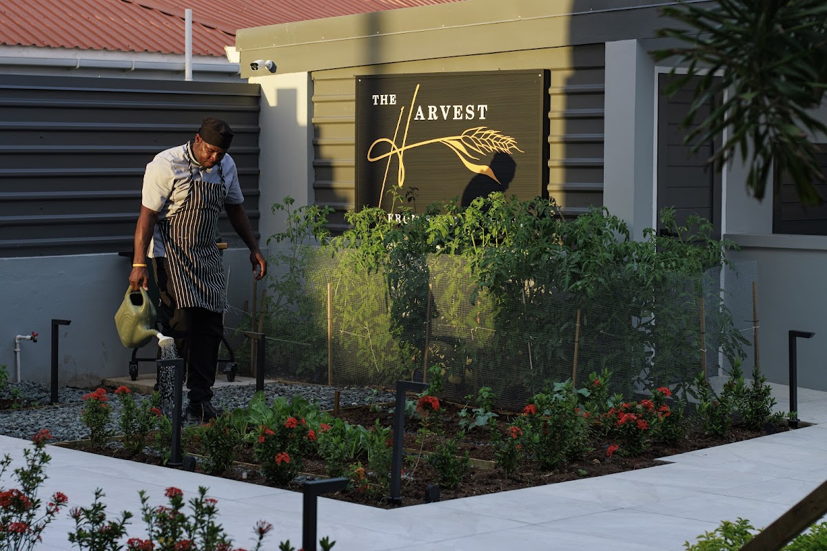 The Harvest and Table Restaurant in st-lucia