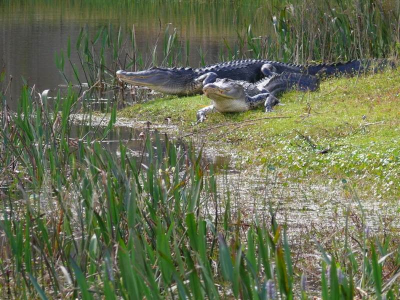 Alligator Cove Airboat Nature Tours