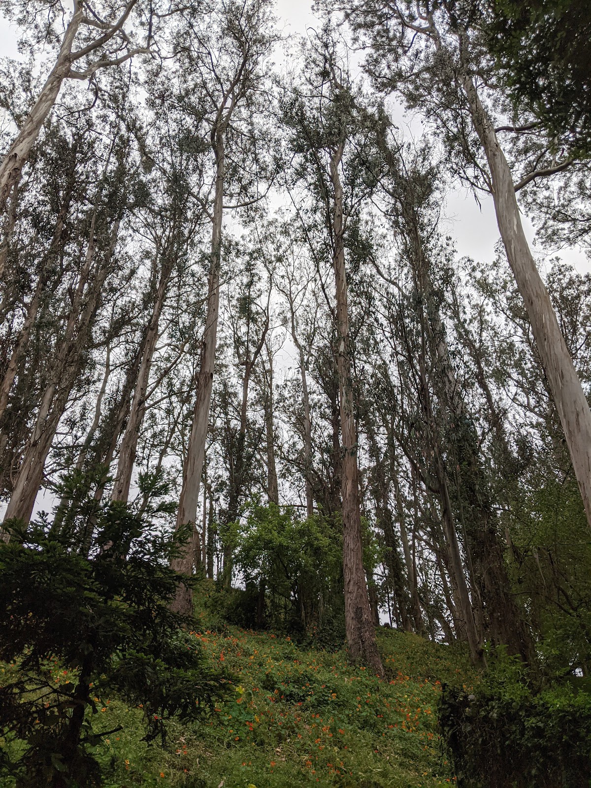 Sigmund Stern Recreation Grove: Google Places image 4