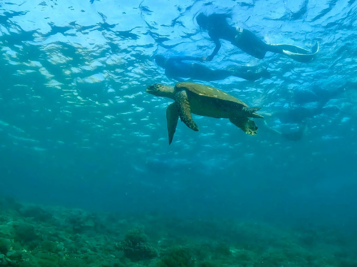 Freedive Nusa - Freediving School — 4