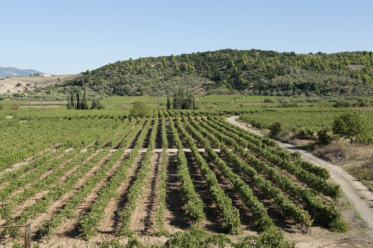 N. Winery KOUTSODIMOS