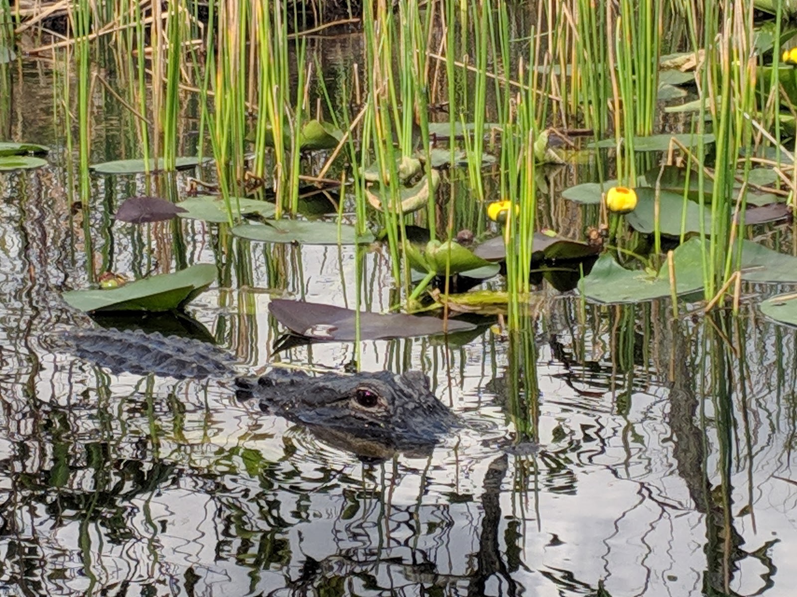 Everglades Adventure Tours