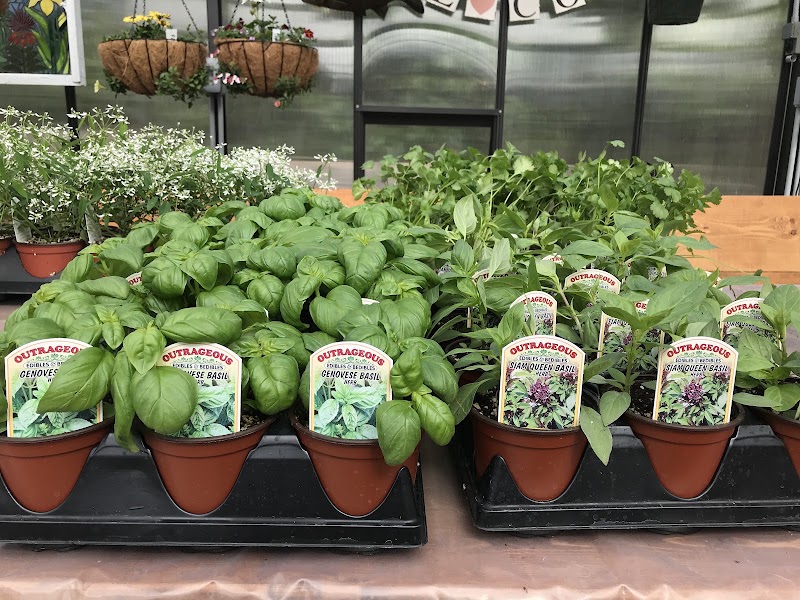 The Artisan's Garden Plants, Gift & Treasures photo 3