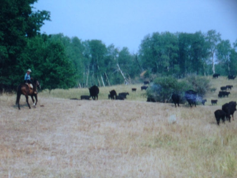 Flynn Ranch Vacations/Hunting - Photo 4