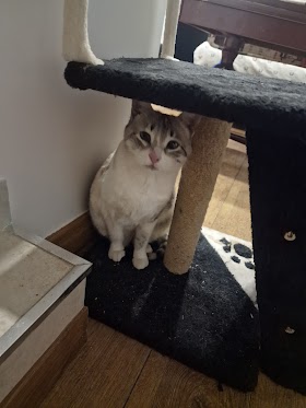 Centro Veterinario Teresa Jornet - Veterinarios de Urgencias Burgos