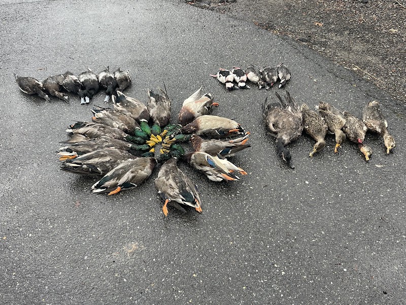 Quaker Neck Gun Club - Maryland Duck Hunting - Photo 2