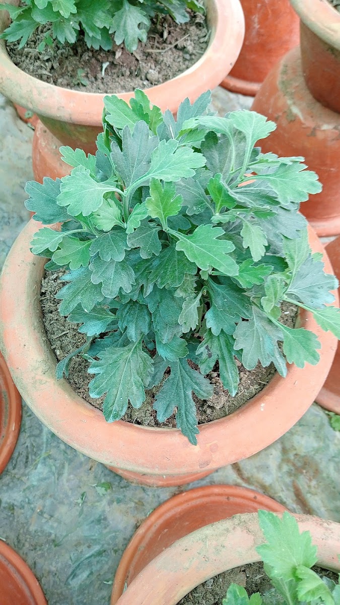 Diya nursery Google photo 2