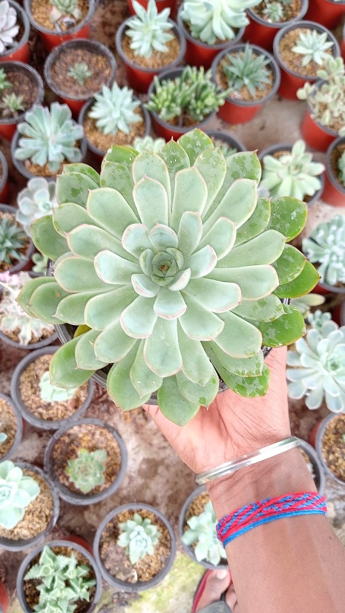 Diya nursery Google photo 5
