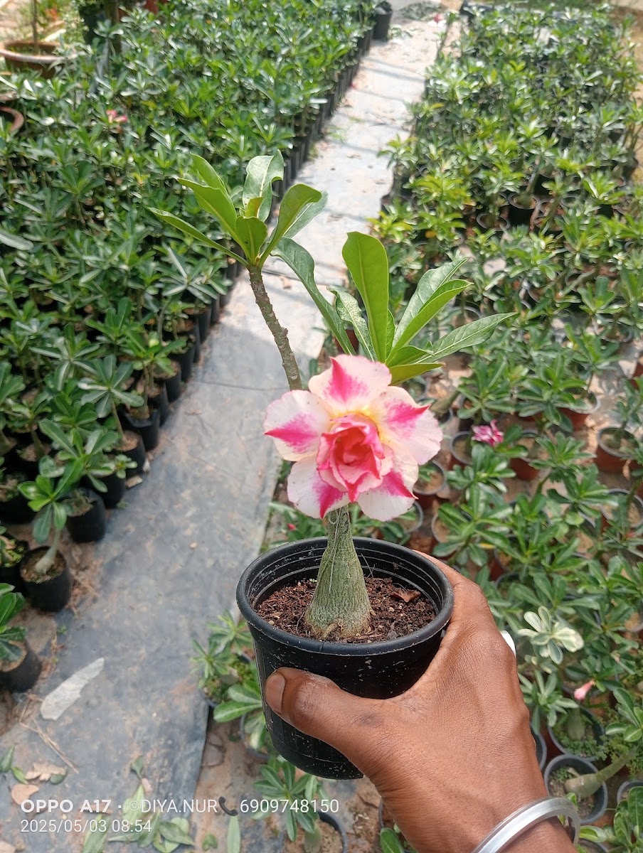 Diya nursery Google photo 3