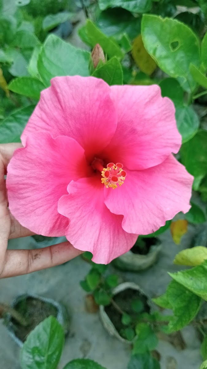 Diya nursery Google photo 1