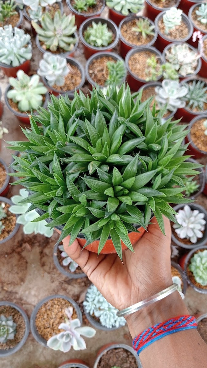Diya nursery Google photo 4