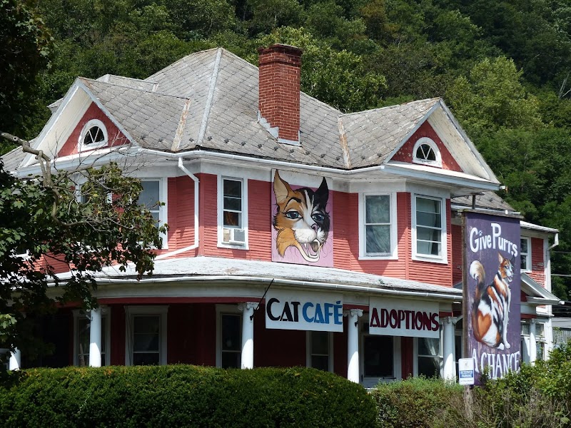 Give Purrs a Chance Cat Cafe