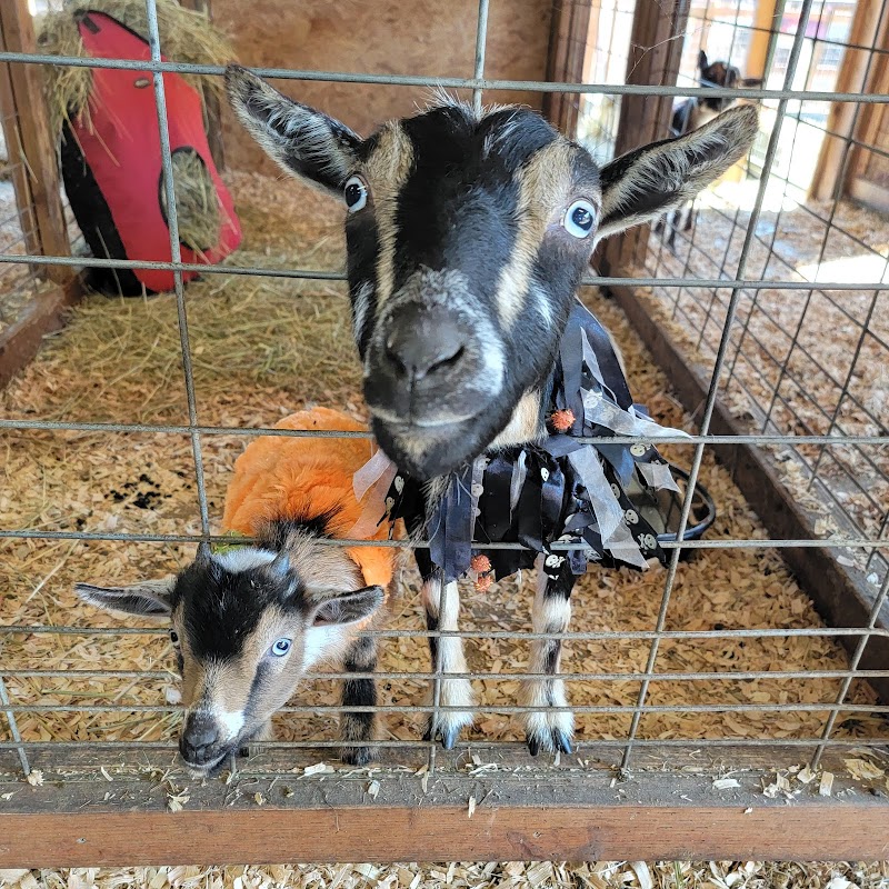 Old McDebbie's Farm / Jim's U-Fish - Photo 5