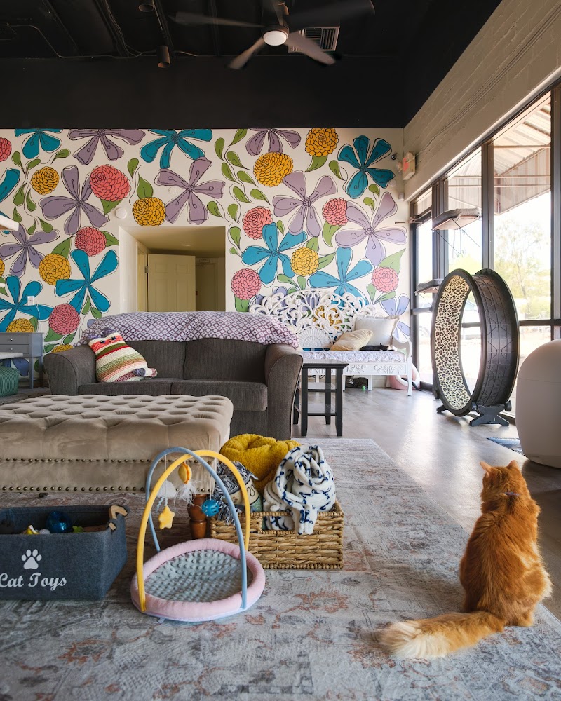 Hunter's Kitten Lounge