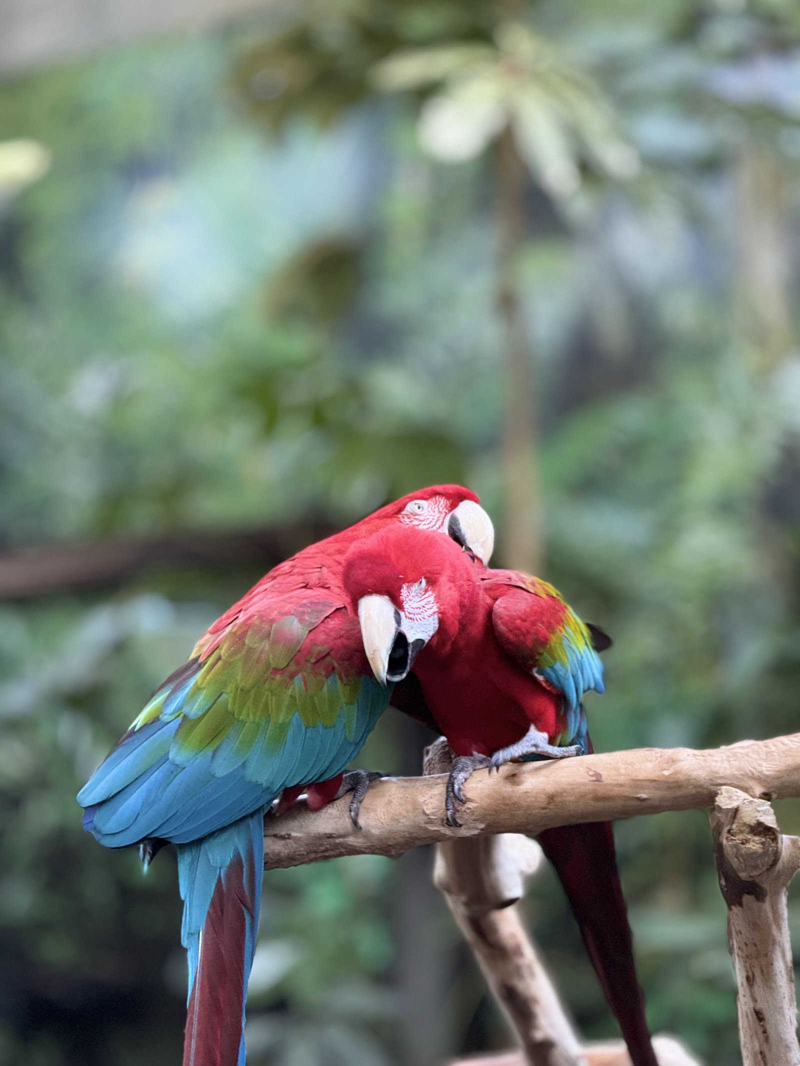 Bloedel Conservatory — view 4