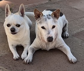 Clínica Veterinaria Gran Capitán