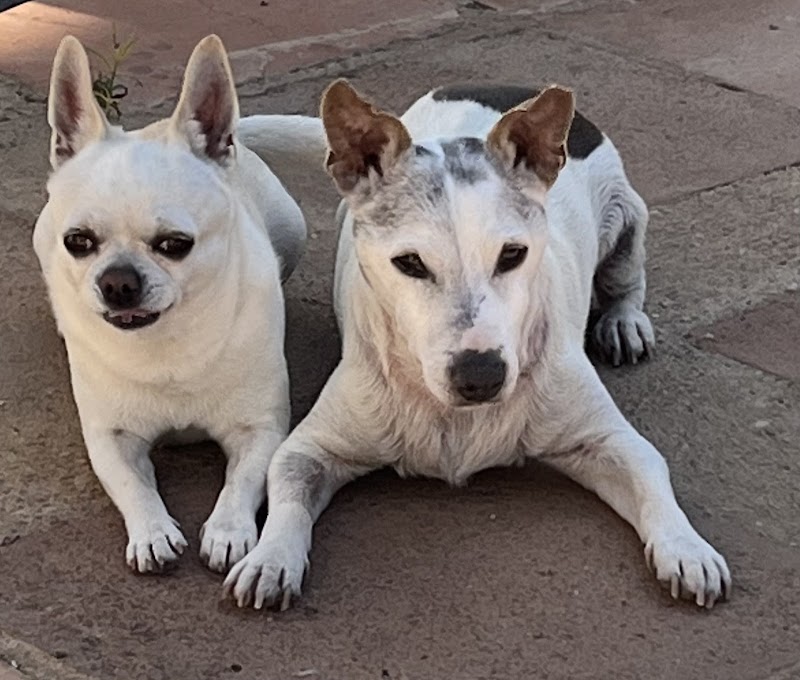 Clínica Veterinaria Gran Capitán