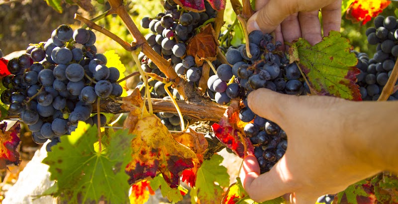 Vinos & Bodegas Gallegas photo 5