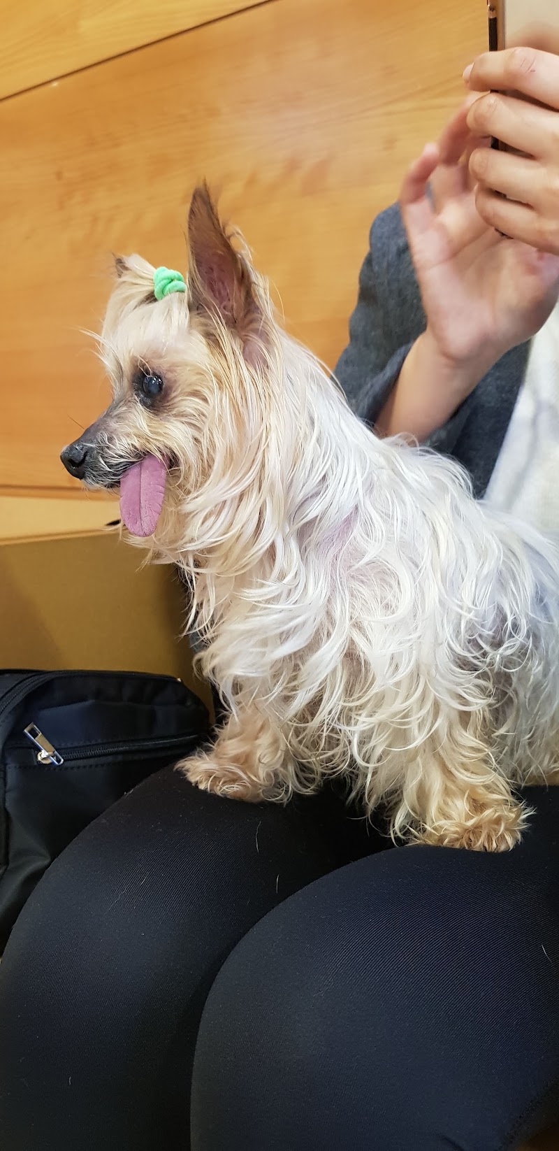 Clínica Veterinaria Del Sol | MiVet photo 5