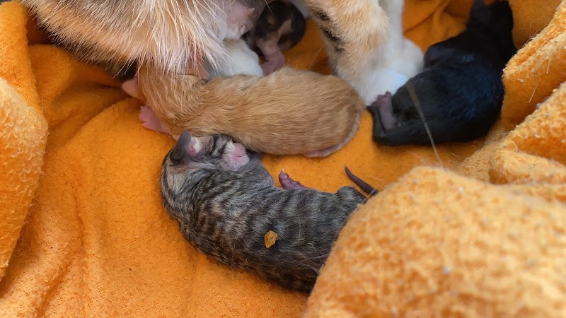 Veterinarios el Higueron