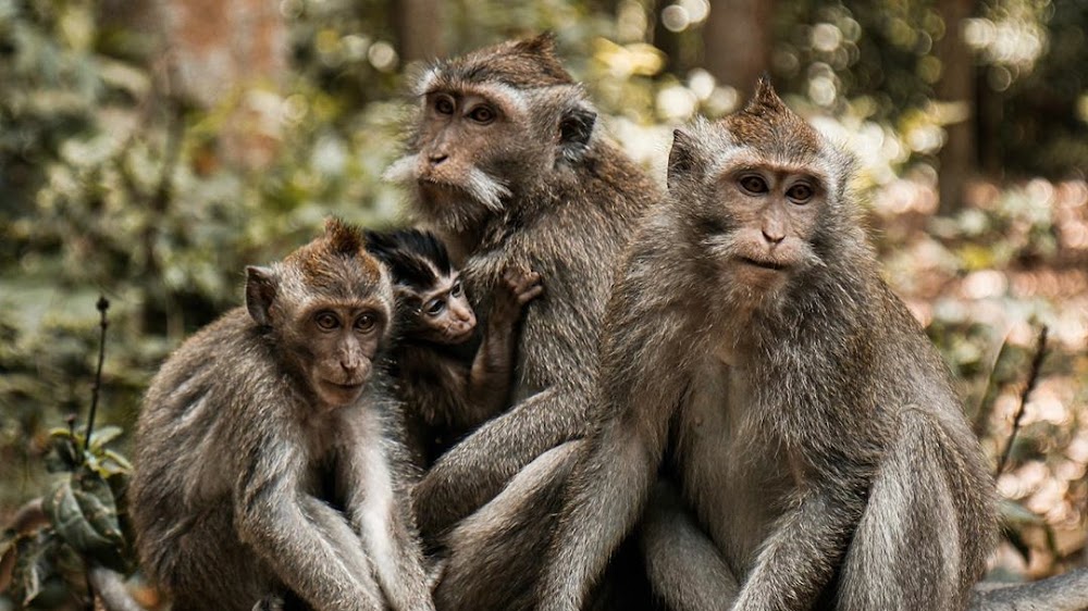 Sangeh Monkey Forest fotoğraf 1