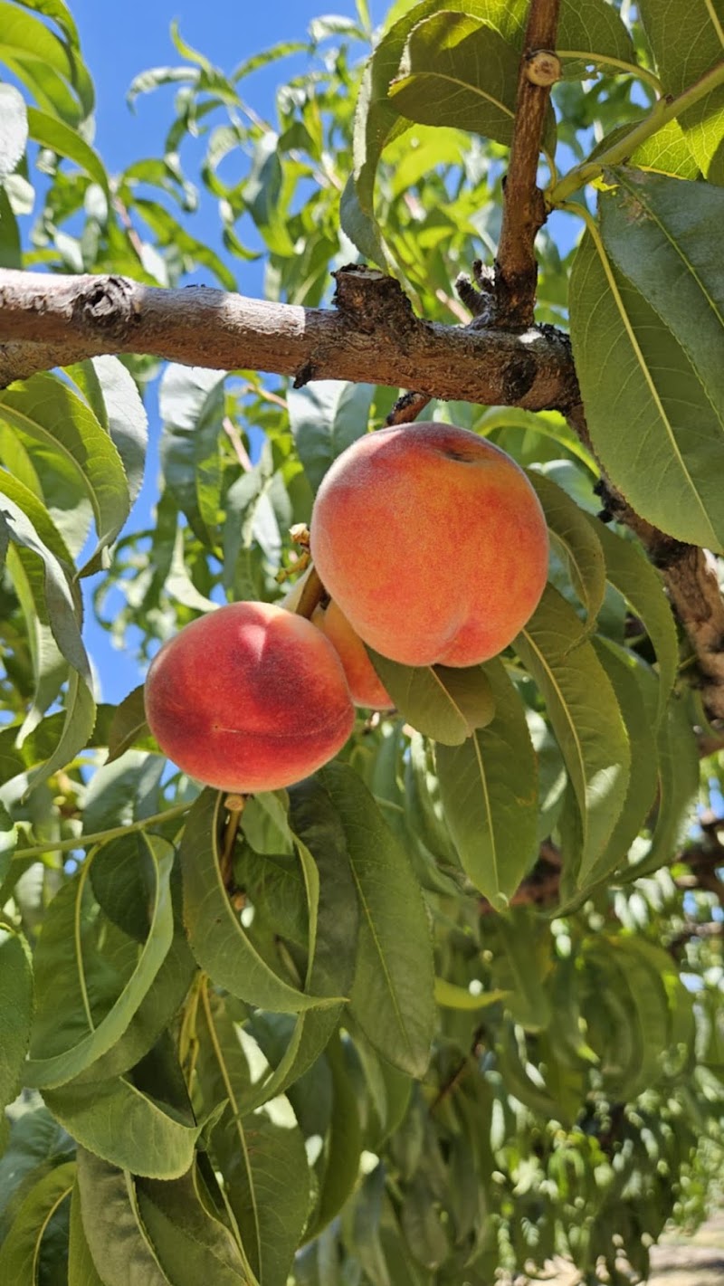 Walters' Fruit Ranch photo 3