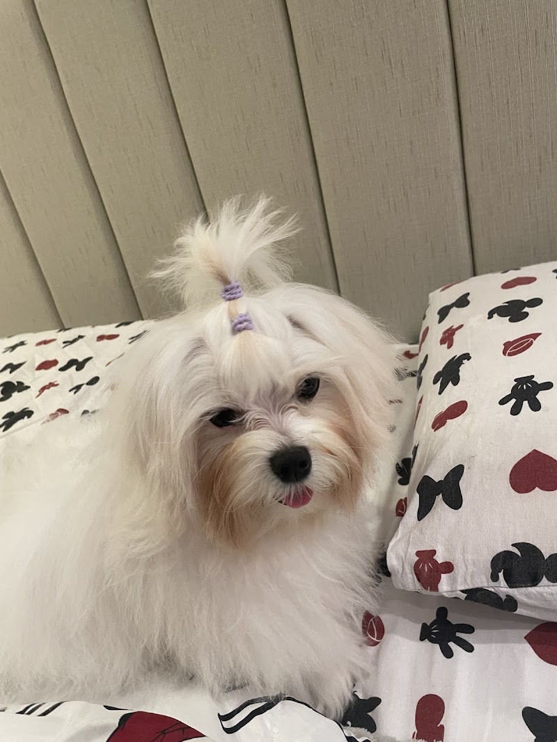 Foto de Oftalmologia Veterinária - Dra Camila Baruel