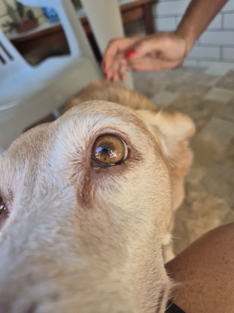 Foto de Oftalmologia Veterinária - Dra Camila Baruel
