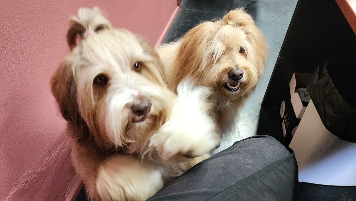 Hair Boss Northbridge photo 3