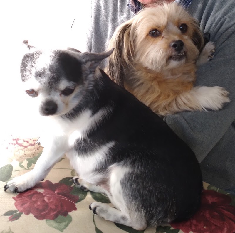 Clínica Veterinaria Virgen del Camino