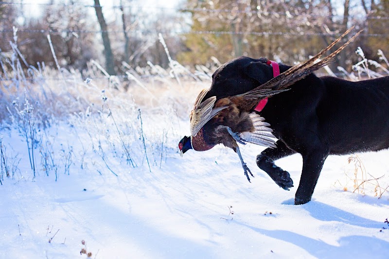 EPO Lodge - Extreme Pheasant Outfitters, LLC - Photo 4