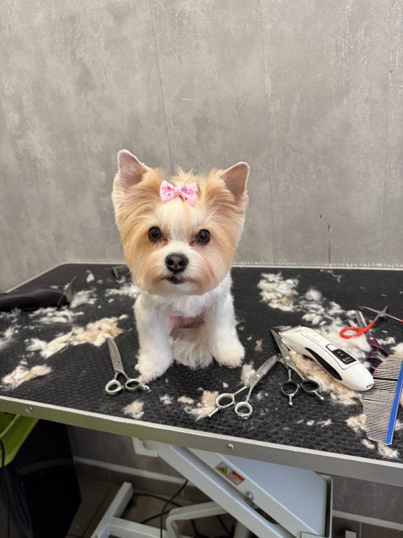 DoggyStyleGrooming. Stříhání psu Praha