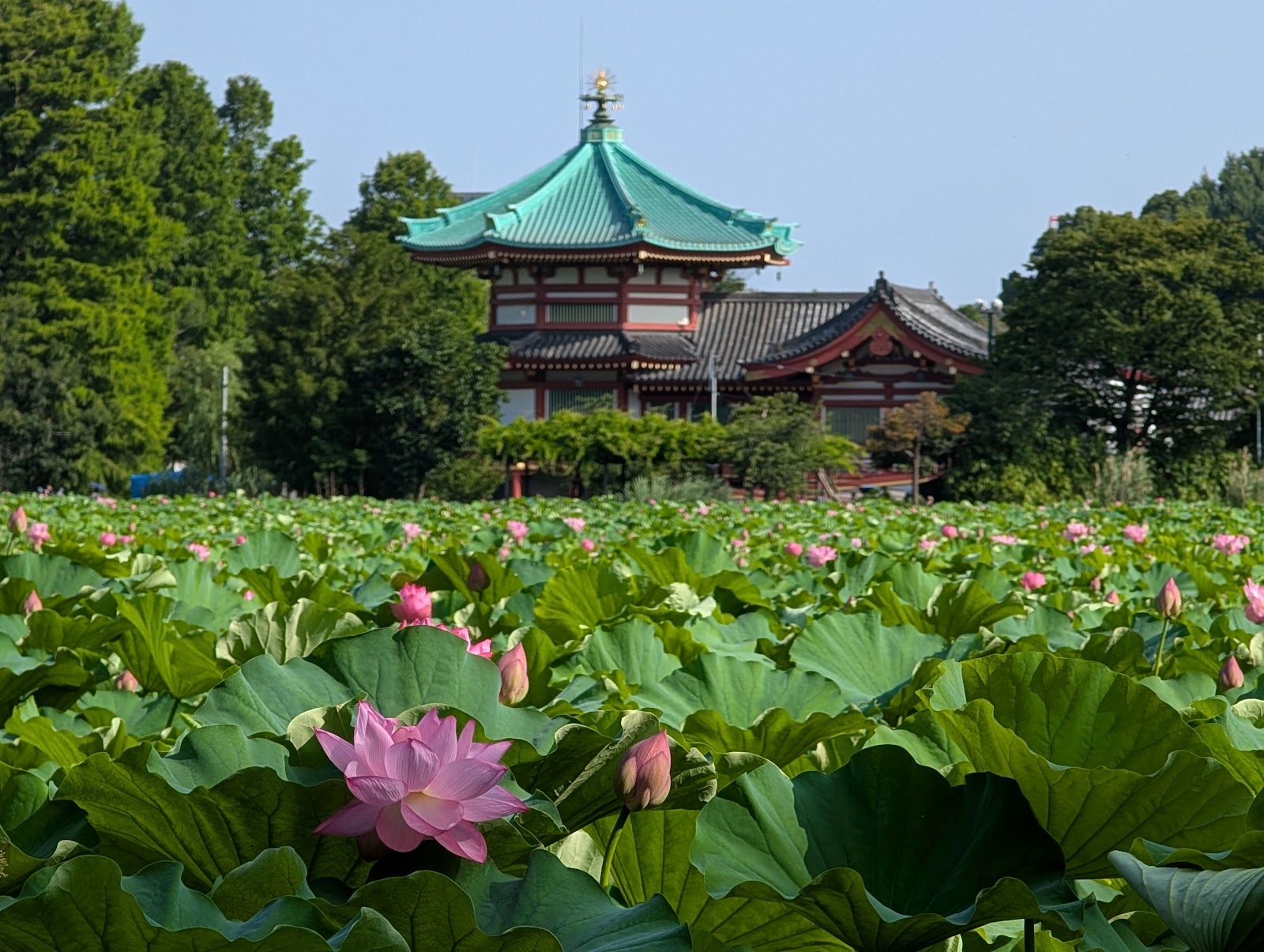 Shinobazu Pond