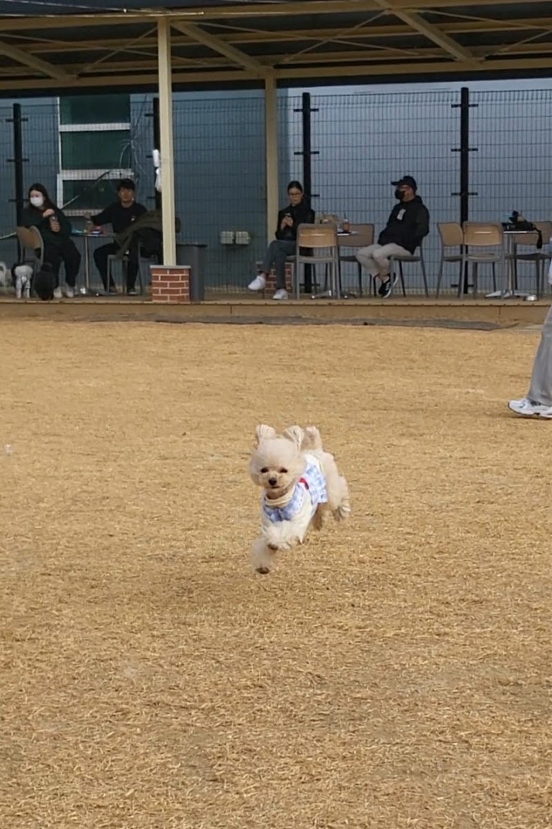 런앤모어 수원시 애견카페