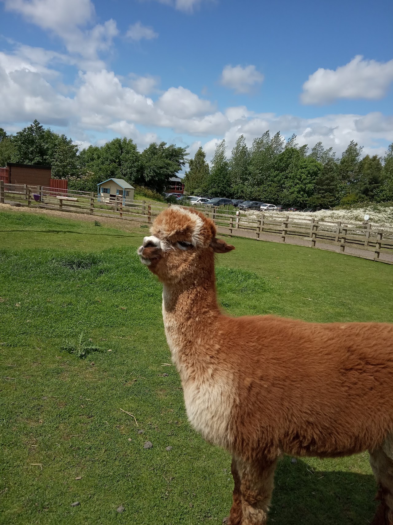 Down at the Farm