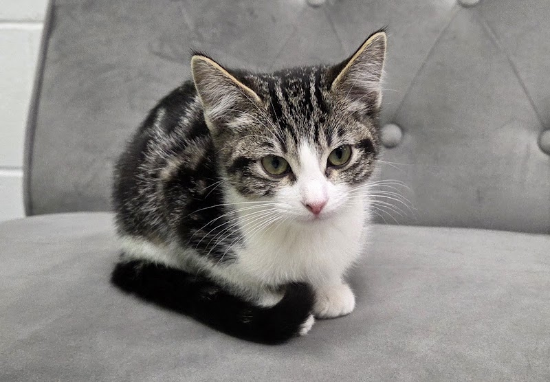 Ziggy's Cat Lounge photo 4