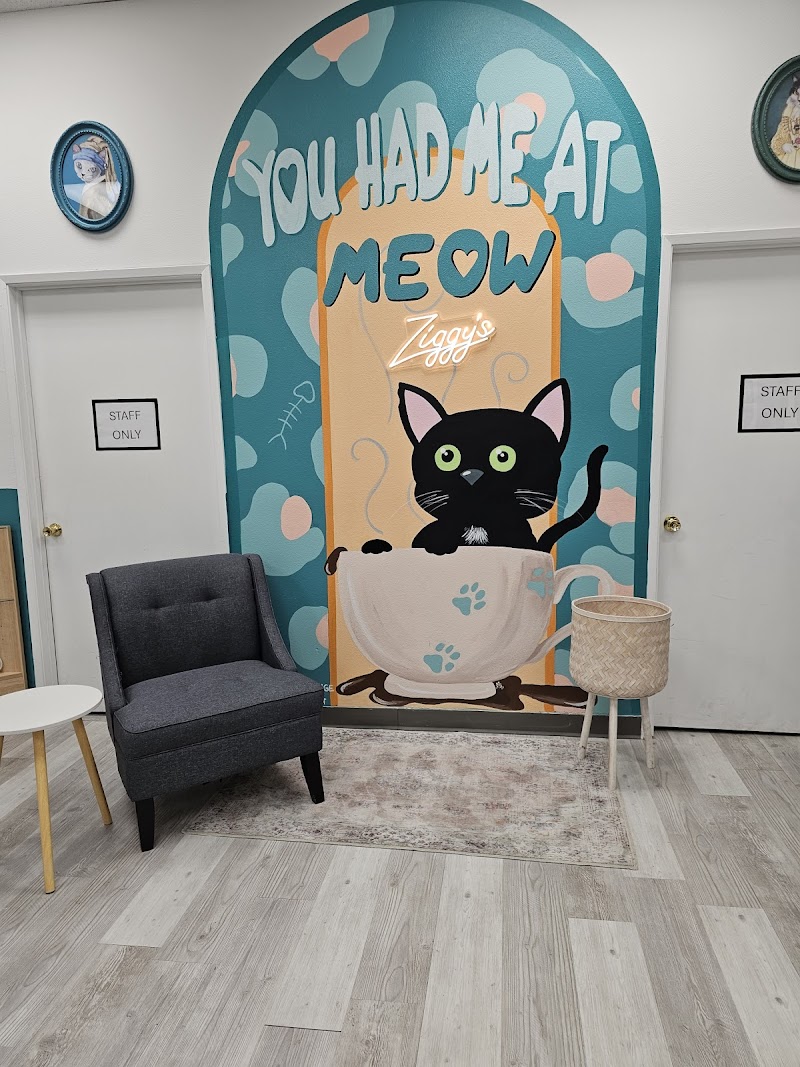 Ziggy's Cat Lounge photo 3