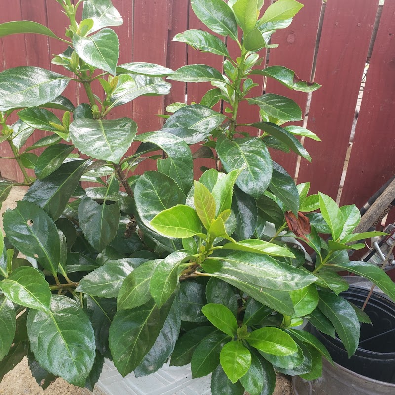 DRL Nursery & Landscaping project 1