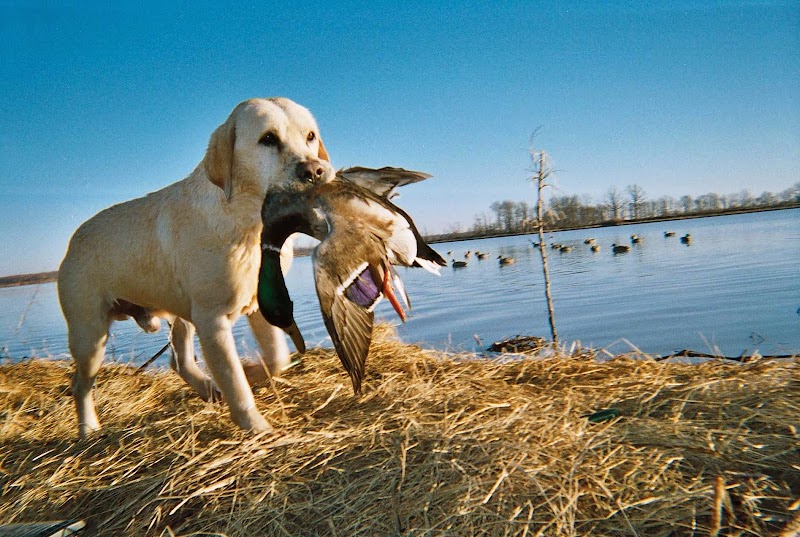 Big Creek Waterfowl - Photo 3