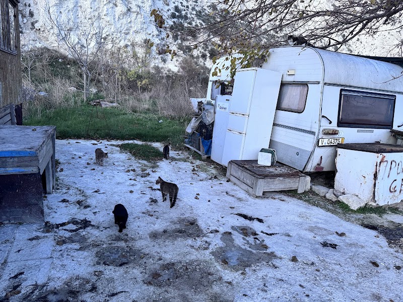 Кошачий двор