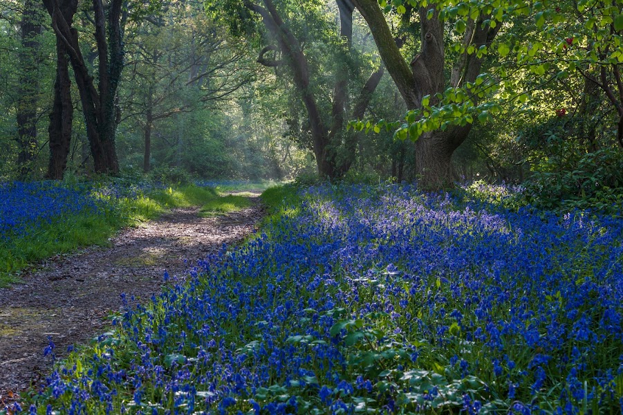 Borde Hill