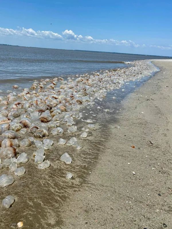 Tybee Island Beach in Tybee Island