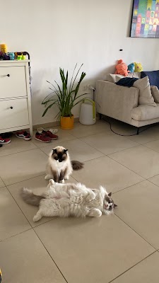 vetiush - ד"ר אתיה אלפרן זהר -רופאה וטרינרית