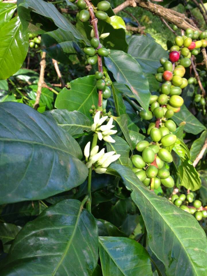 Gathering Grounds Cafe & Roastery photo 3